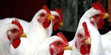فروش مرغ تخمگذار بومی گلپایگان - سپید طیور
